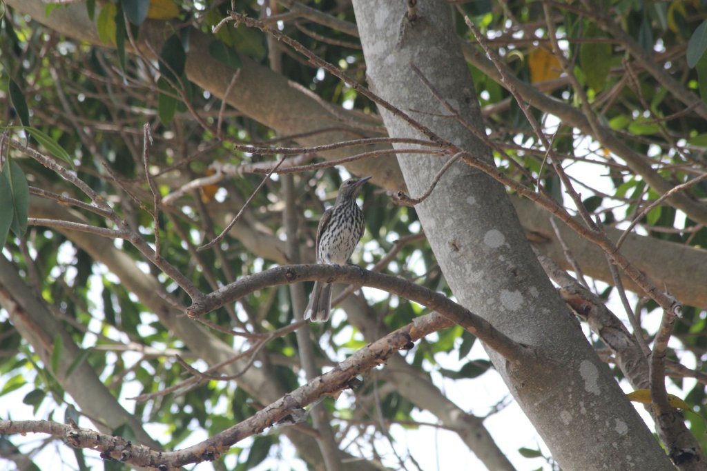 Olive-backed Oriole, immature
