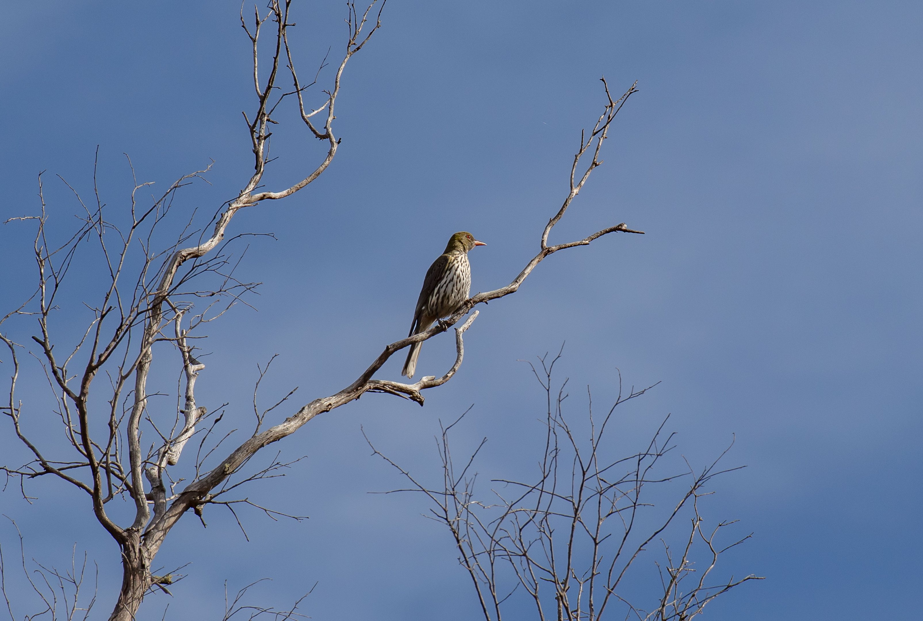 Olive-backed Oriole male