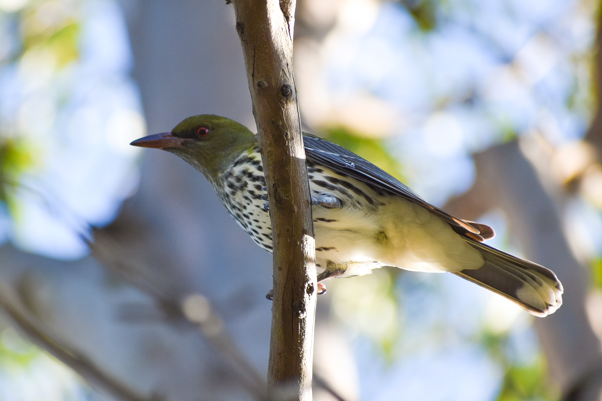 Olive-backed Oriole (Oriolus sagittatus)