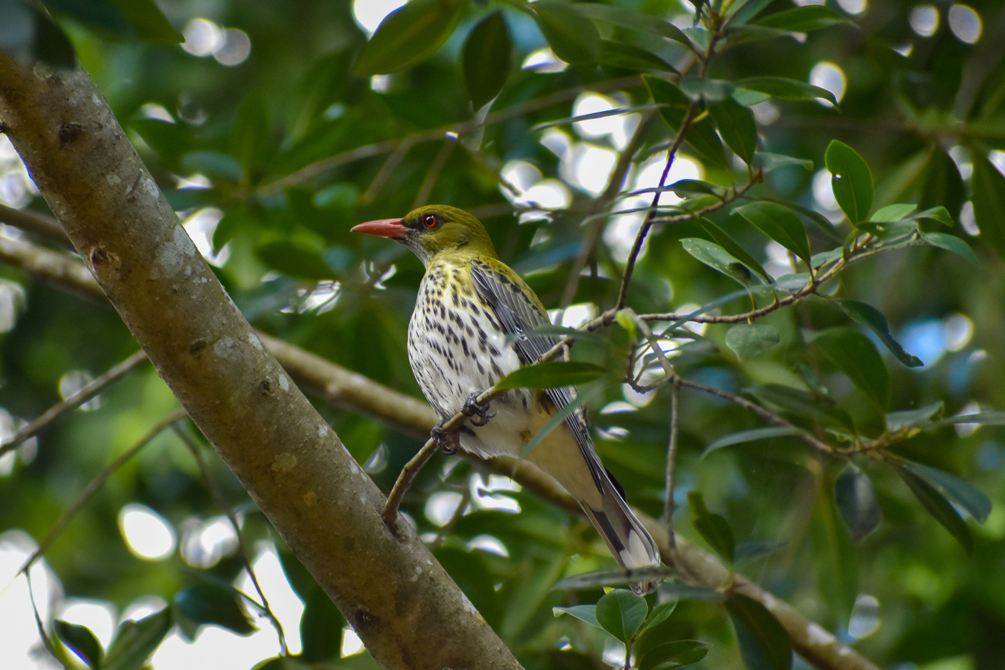 Olive-backed Oriole (Oriolus sagittatus)
