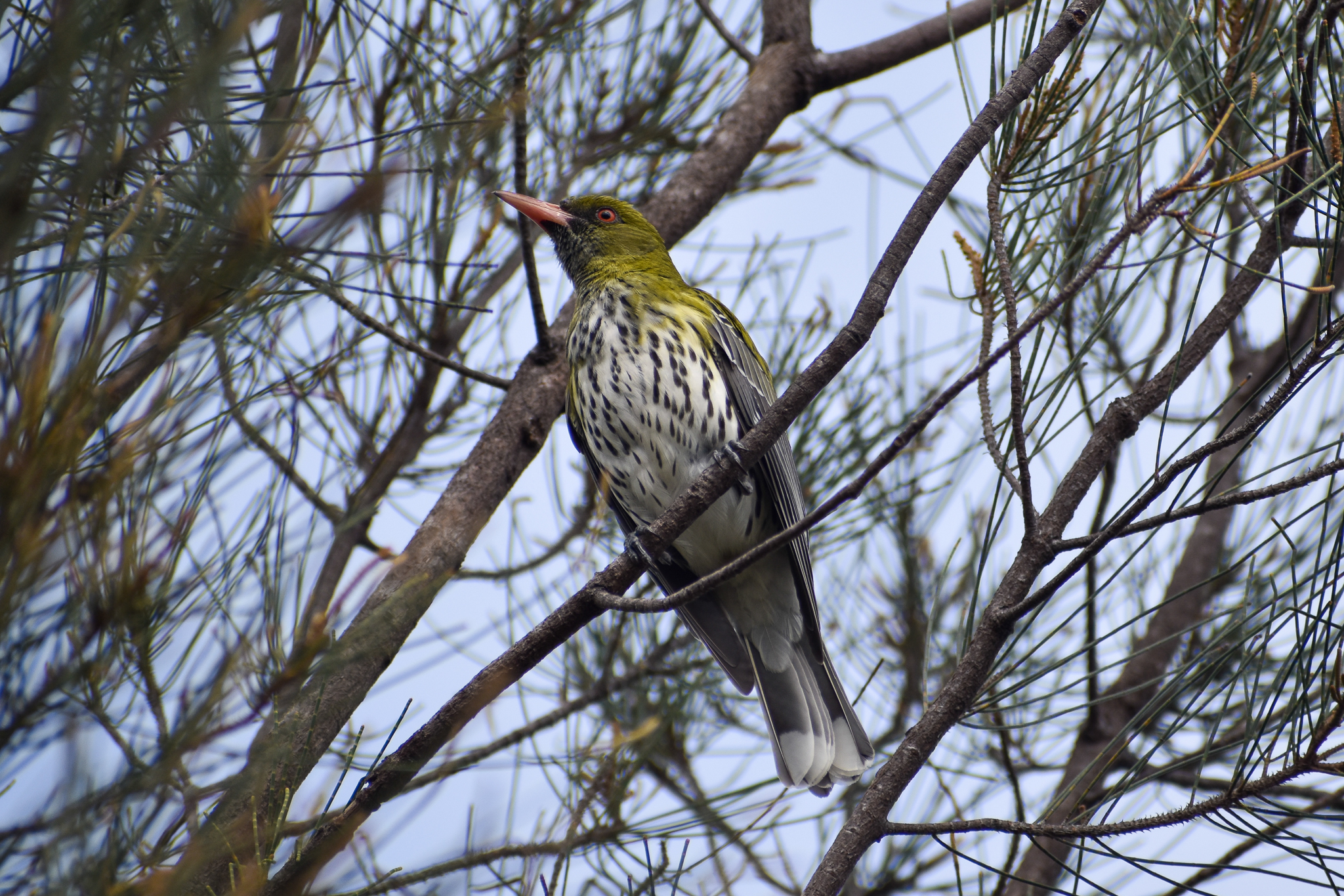 Olive-backed Oriole (Oriolus sagittatus)