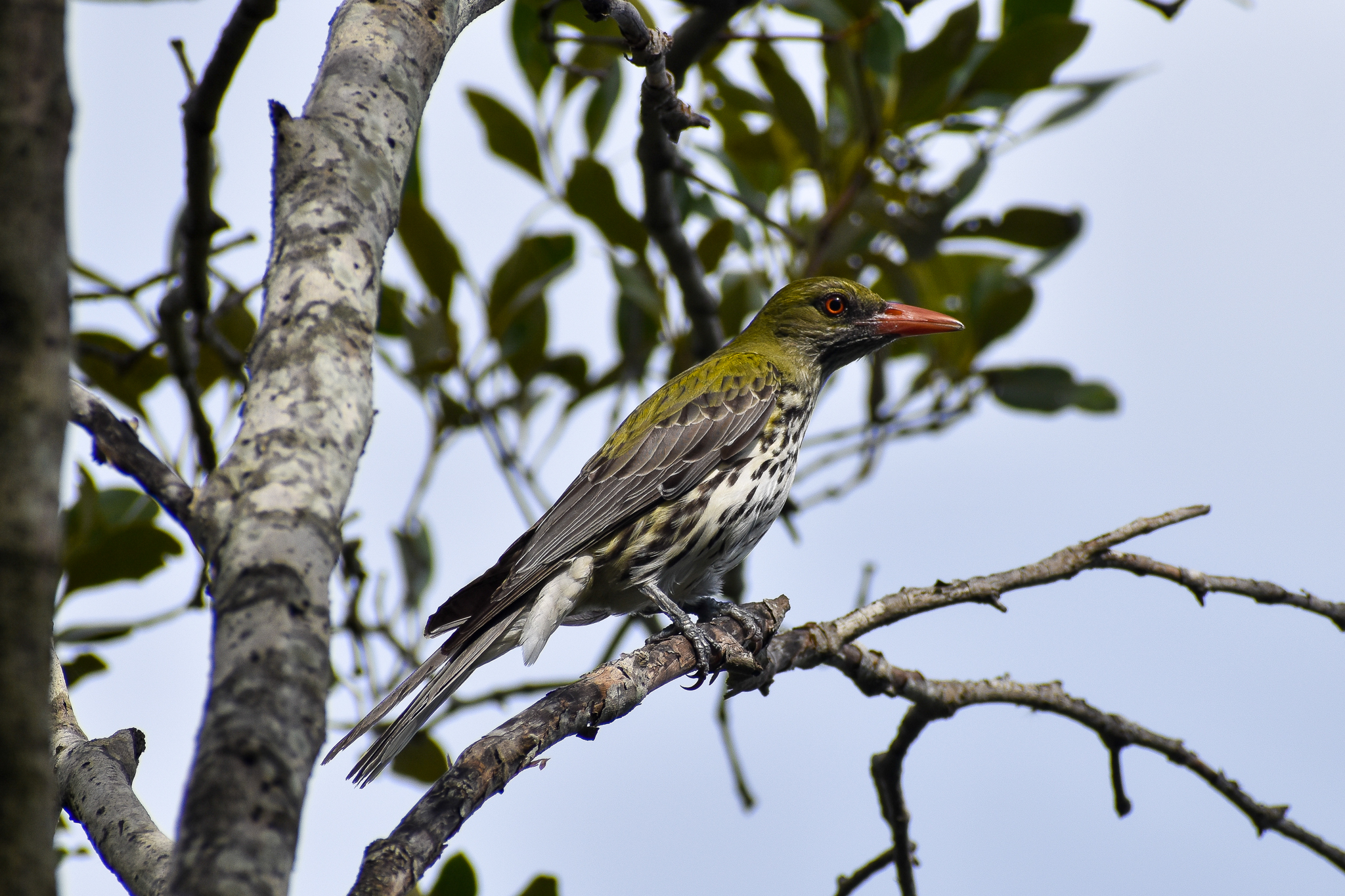 Olive-backed Oriole (Oriolus sagittatus)