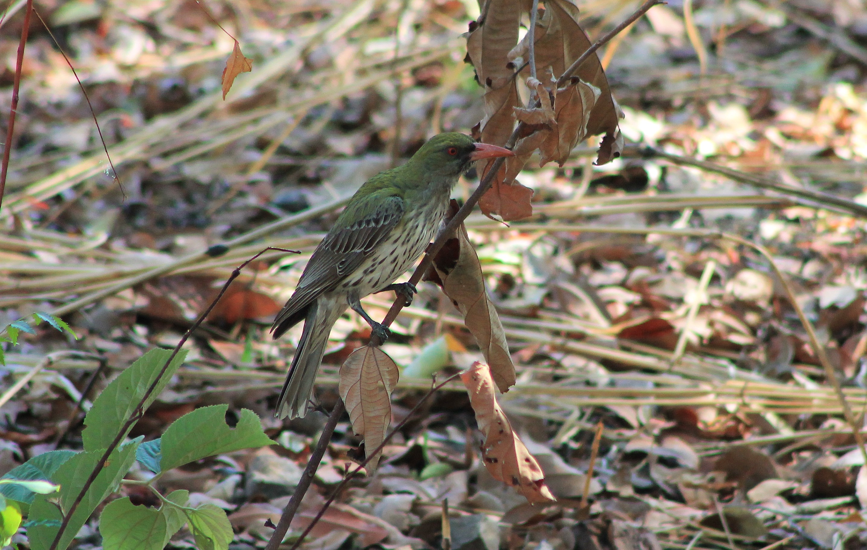 Olive-backed Oriole (Oriolus sagittatus)