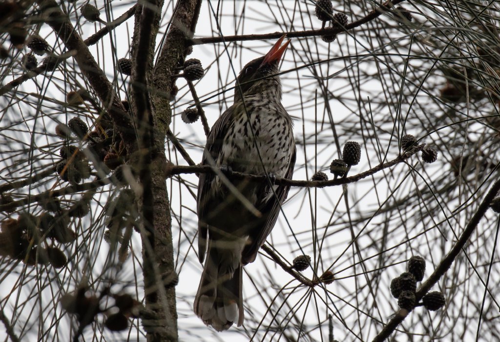 Olive-backed Oriole - wild bird