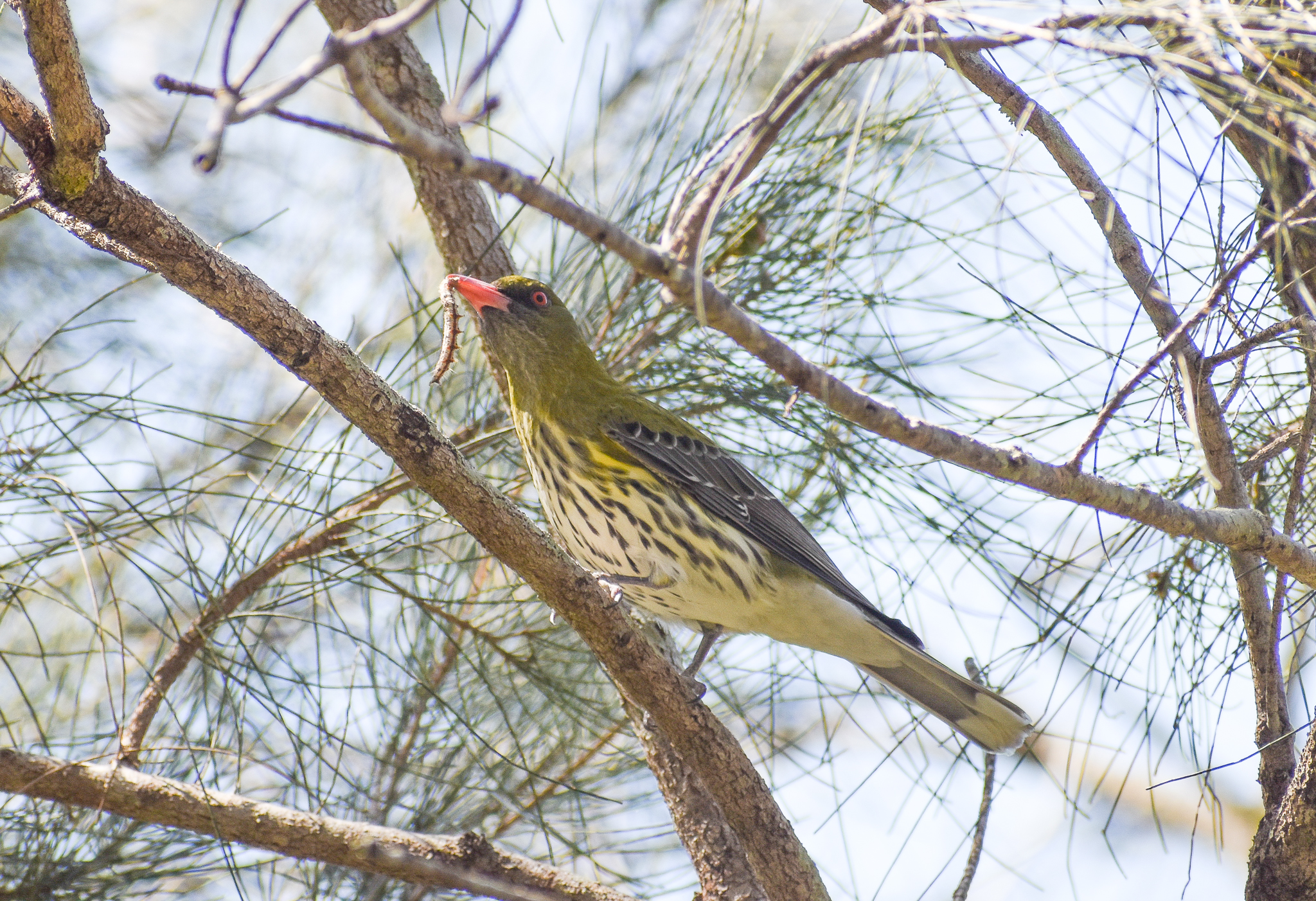 Olive-backed Oriole with caterpillar