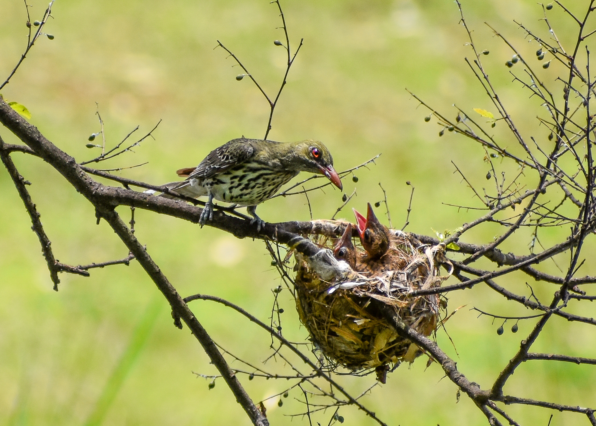 Olive-backed Oriole with chicks