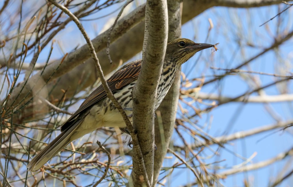 Olive-backed Oriole with dinner