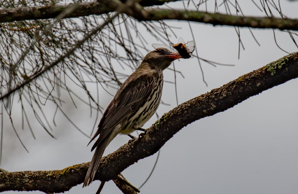Olive-backed Oriole with lunch