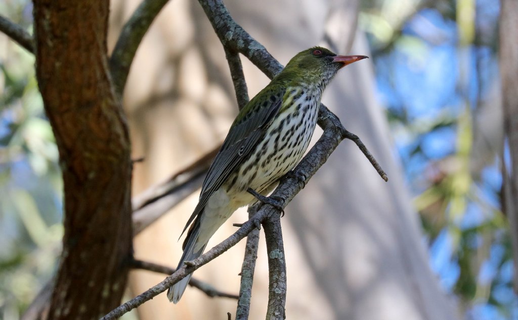 Olive-backed Oriole