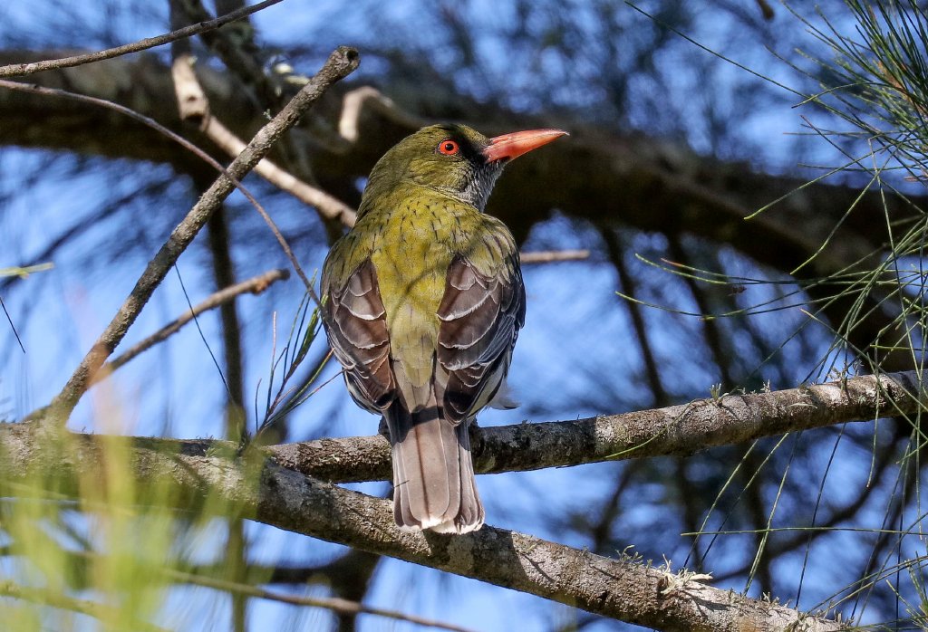 Olive-backed Oriole