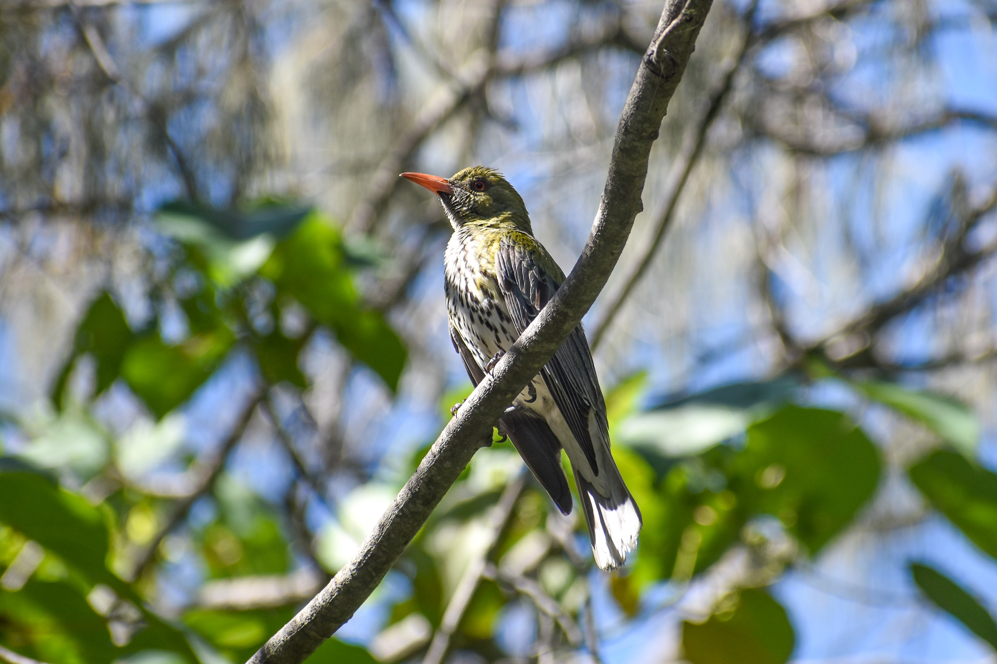 Olive-backed Oriole