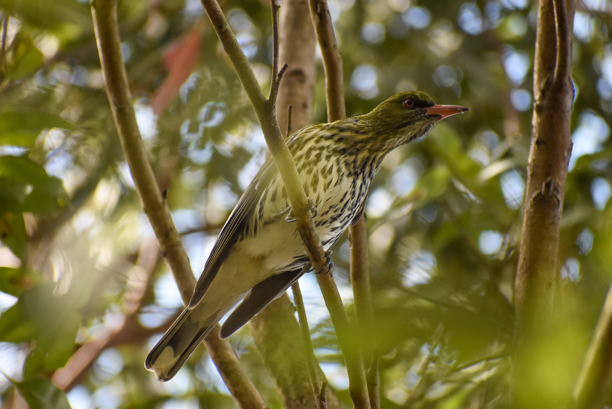 Olive-backed Oriole