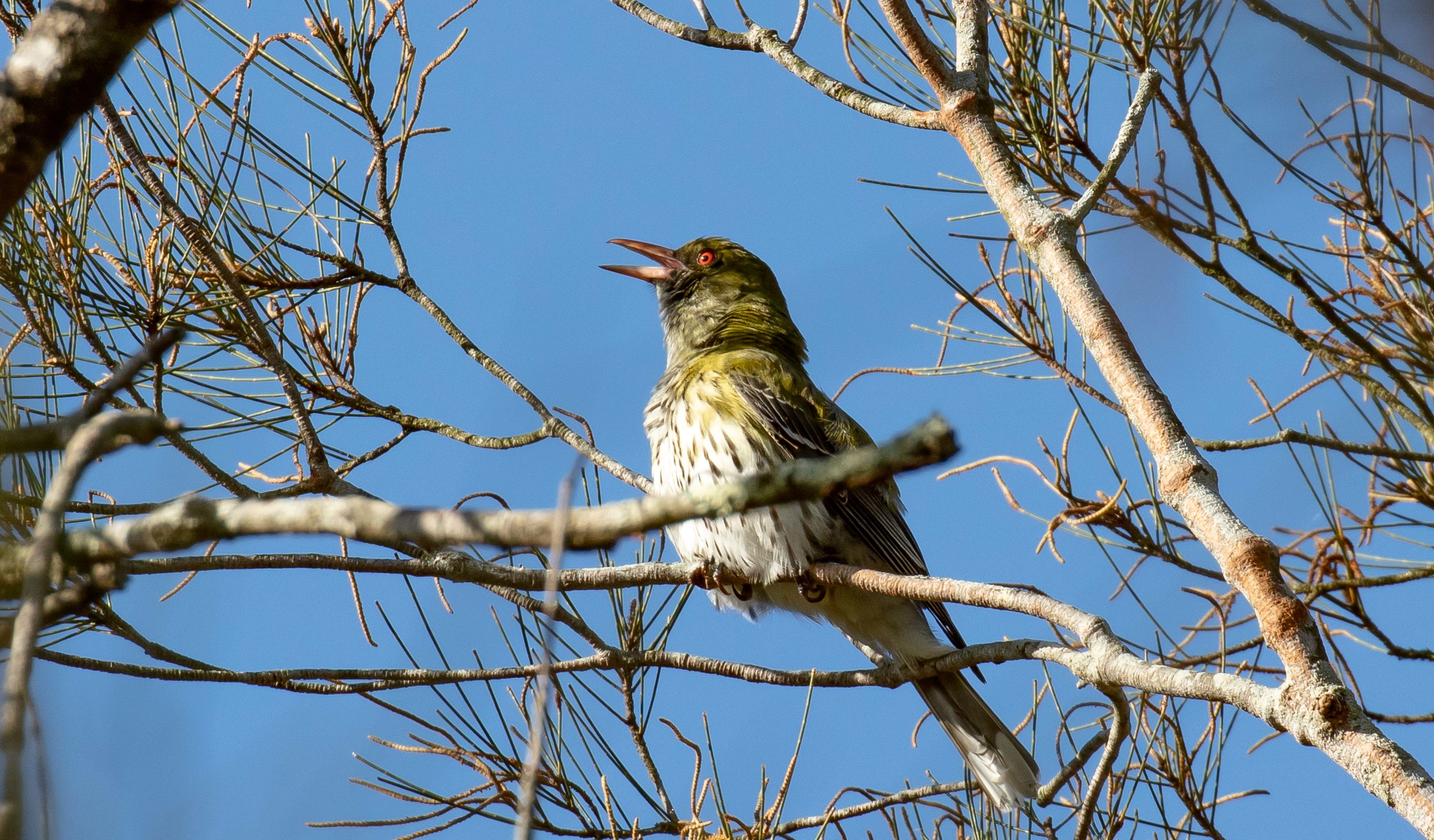 Olive-backed Oriole