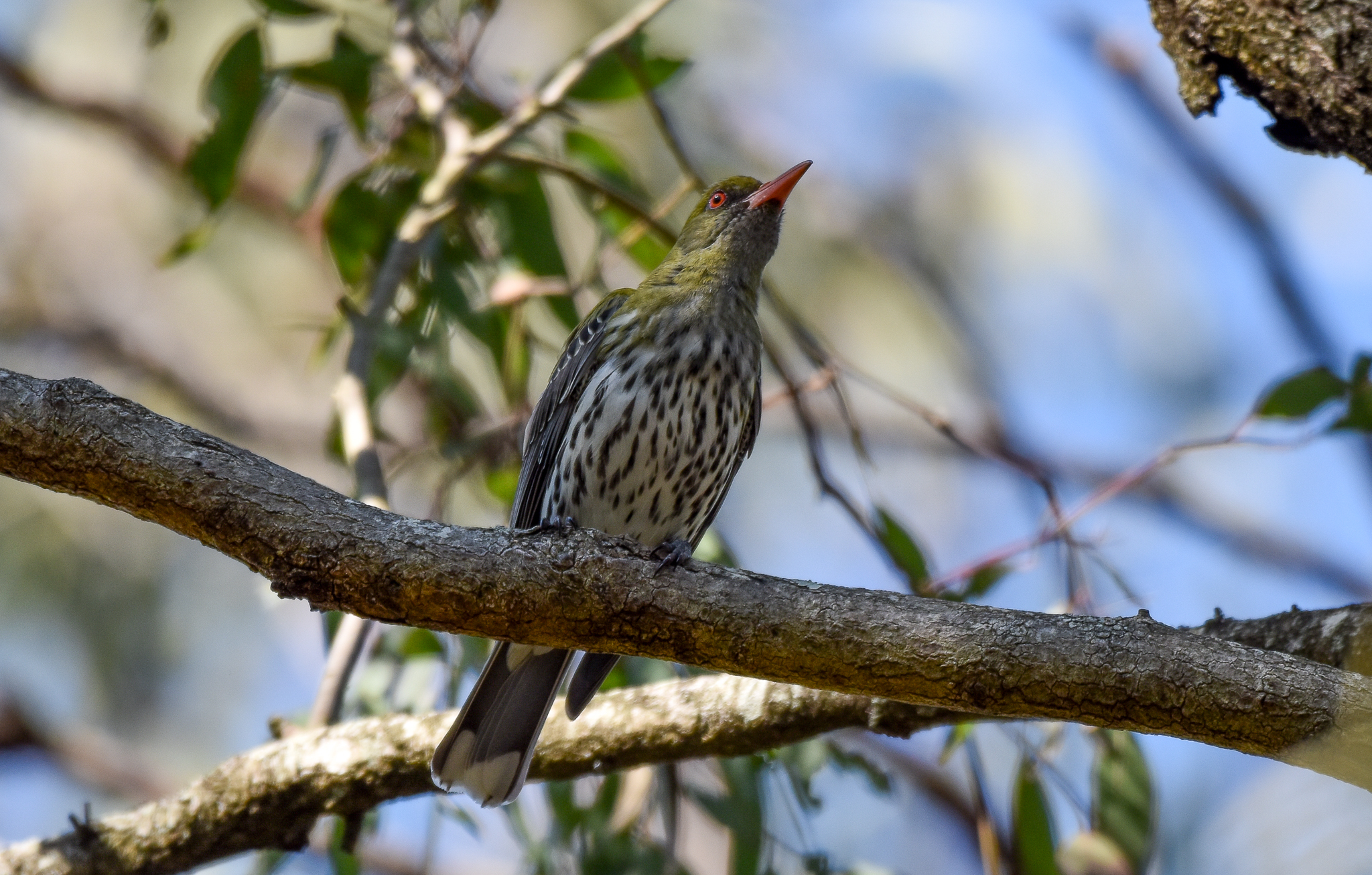Olive-backed Oriole