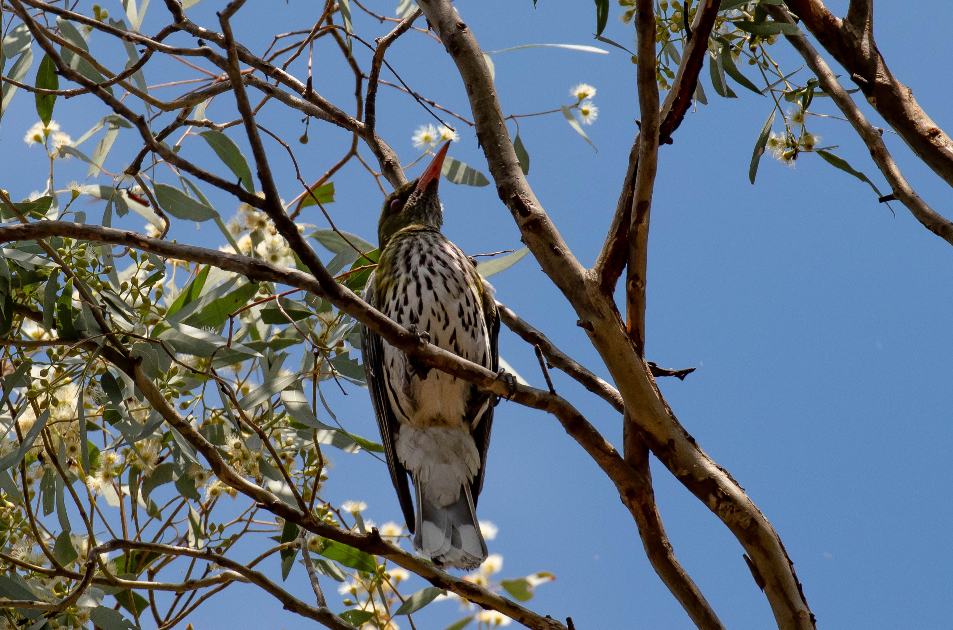 Olive-backed Oriole