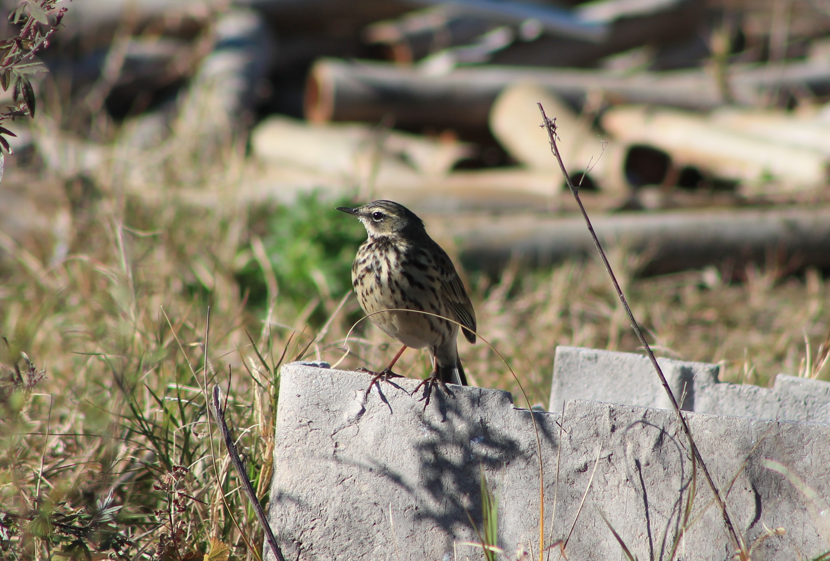 Olive-backed Pipit (Anthus hodgsoni)