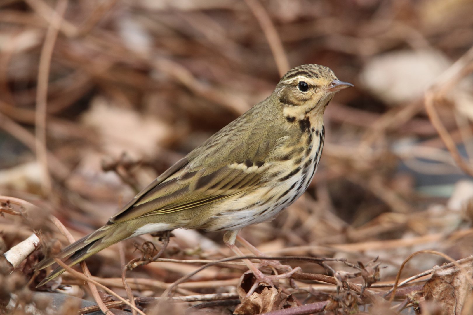 Olive-backed Pipit (Anthus hodgsoni)