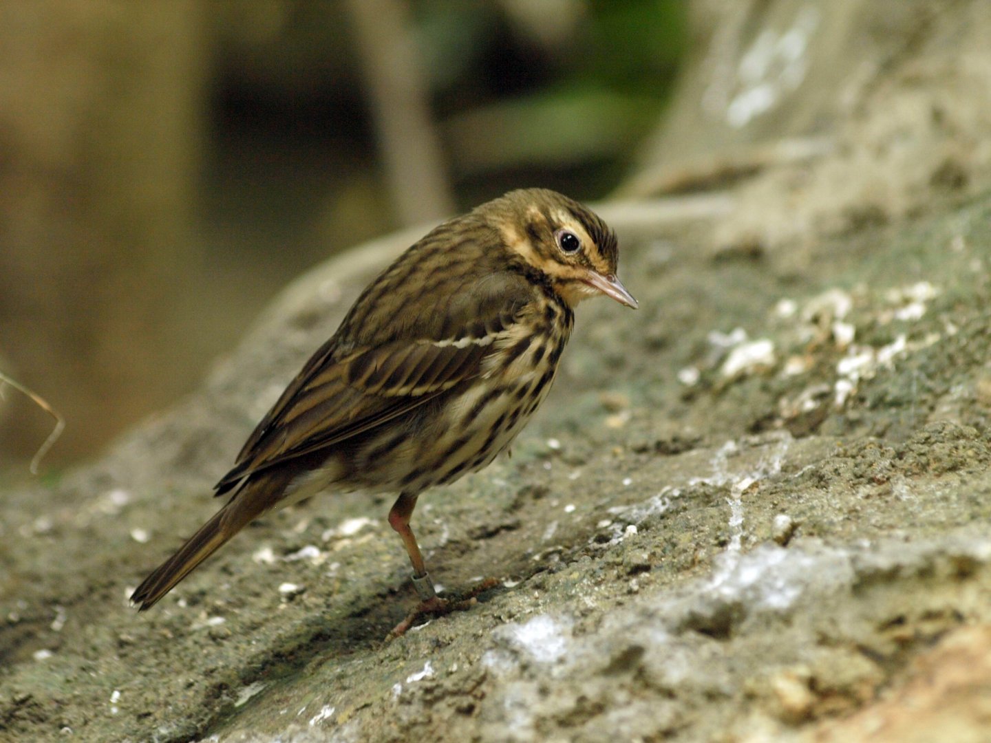 Olive-backed pipit