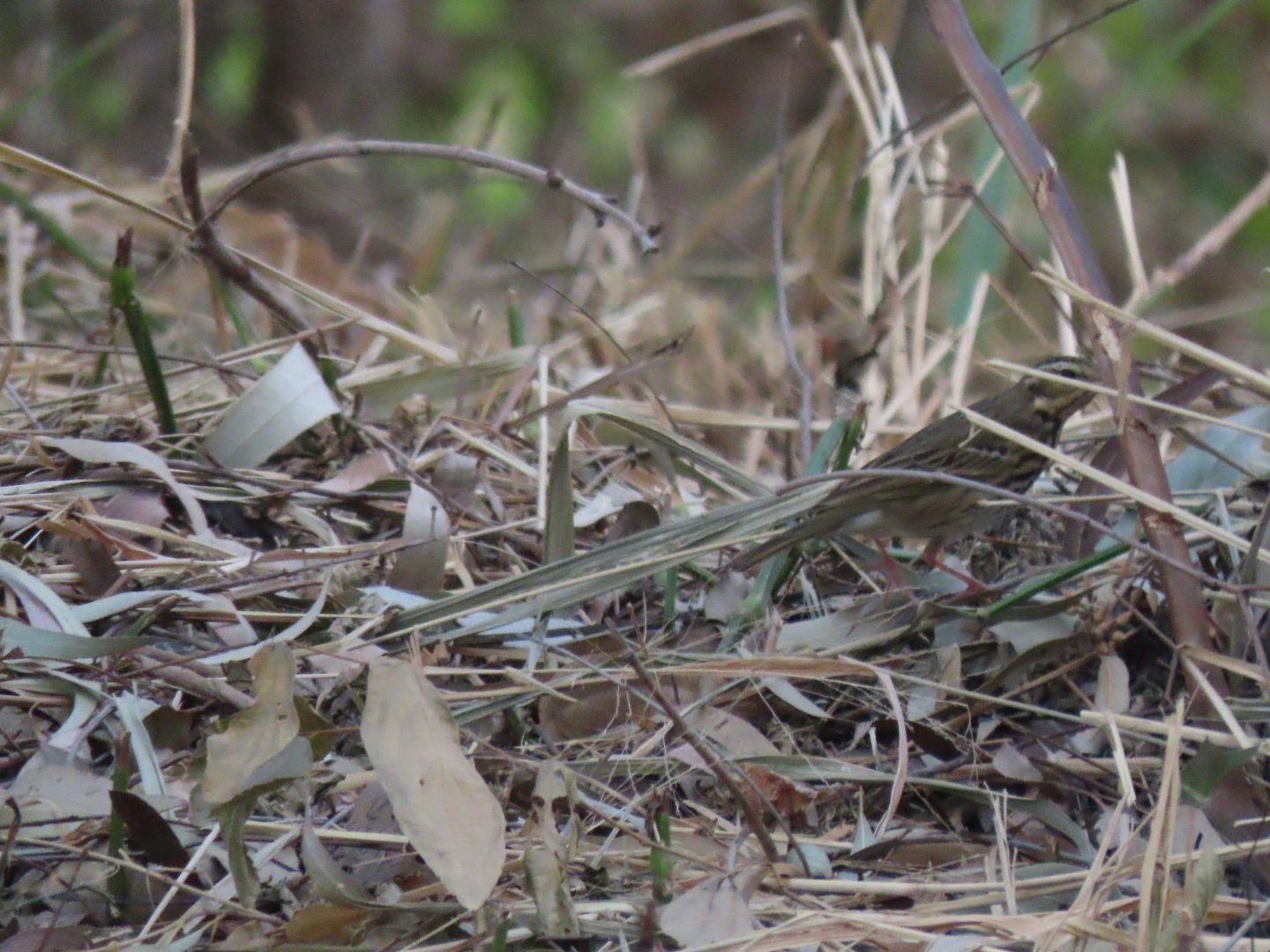 Olive backed pipit