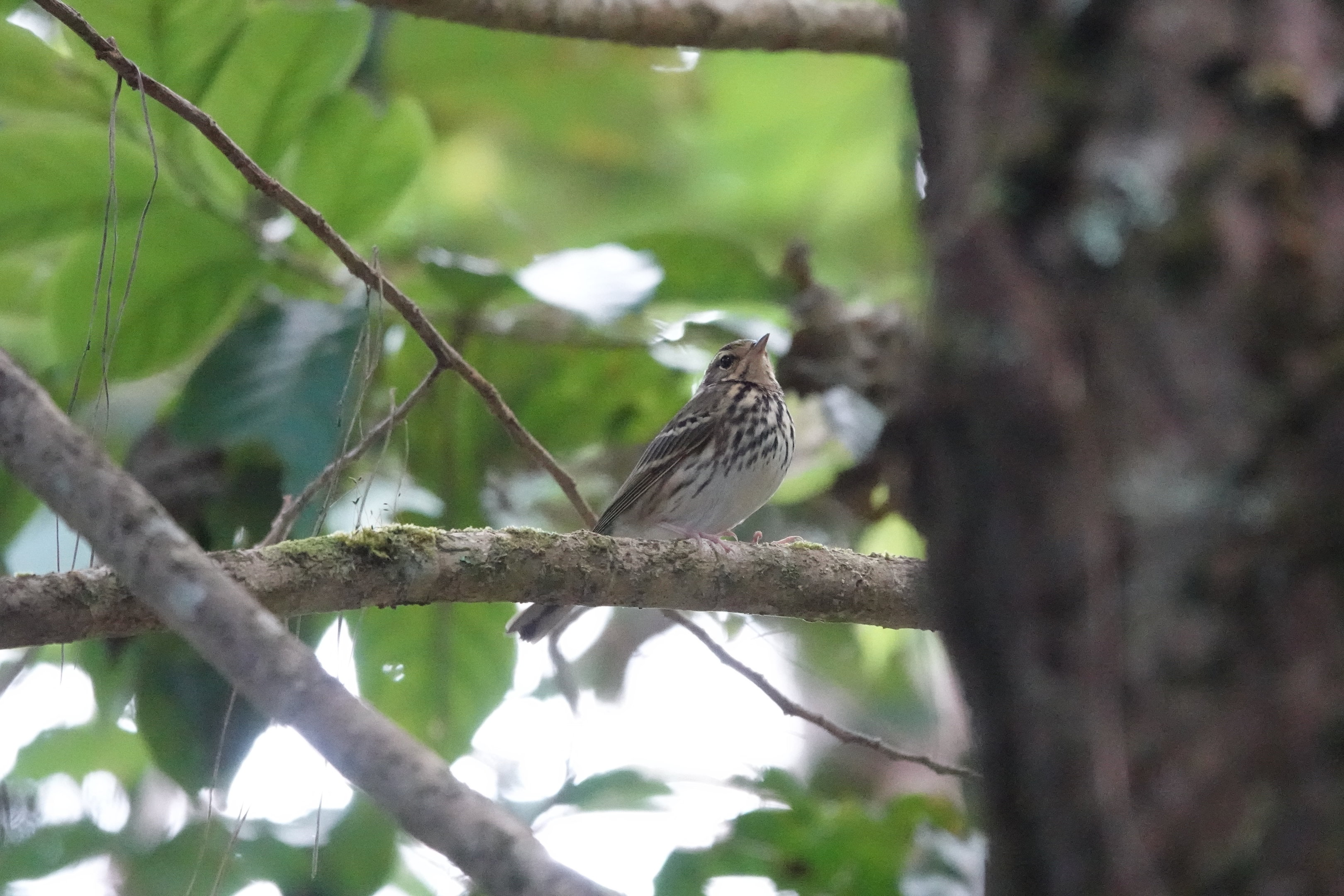 Olive-backed Pipit