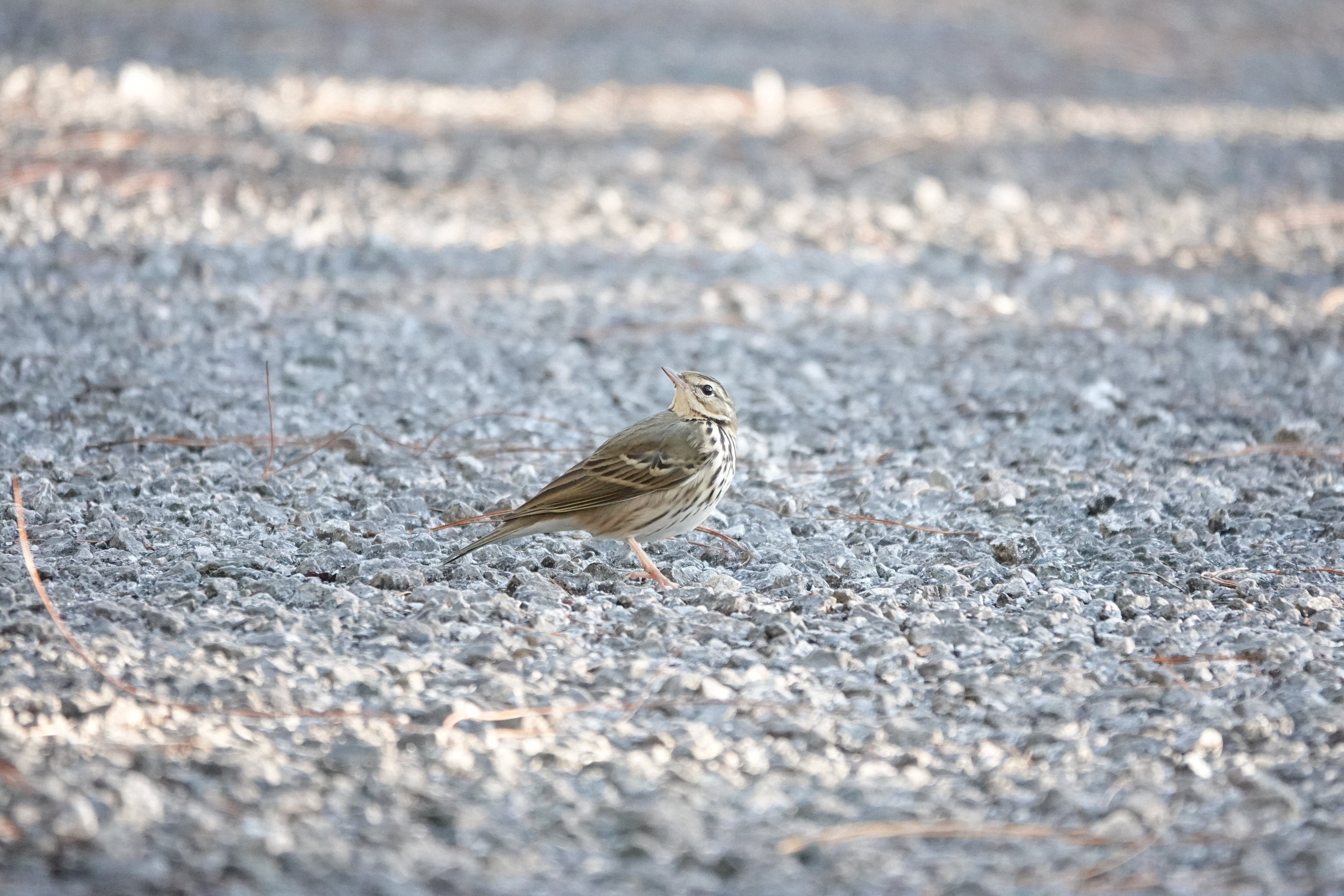 Olive-backed Pipit