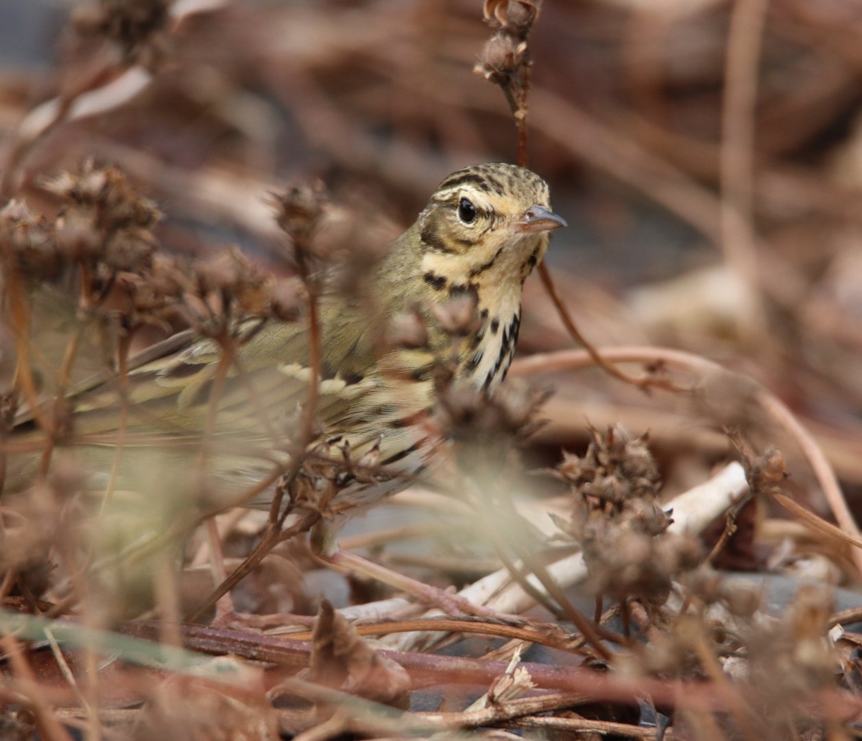Olive-backed Pipit