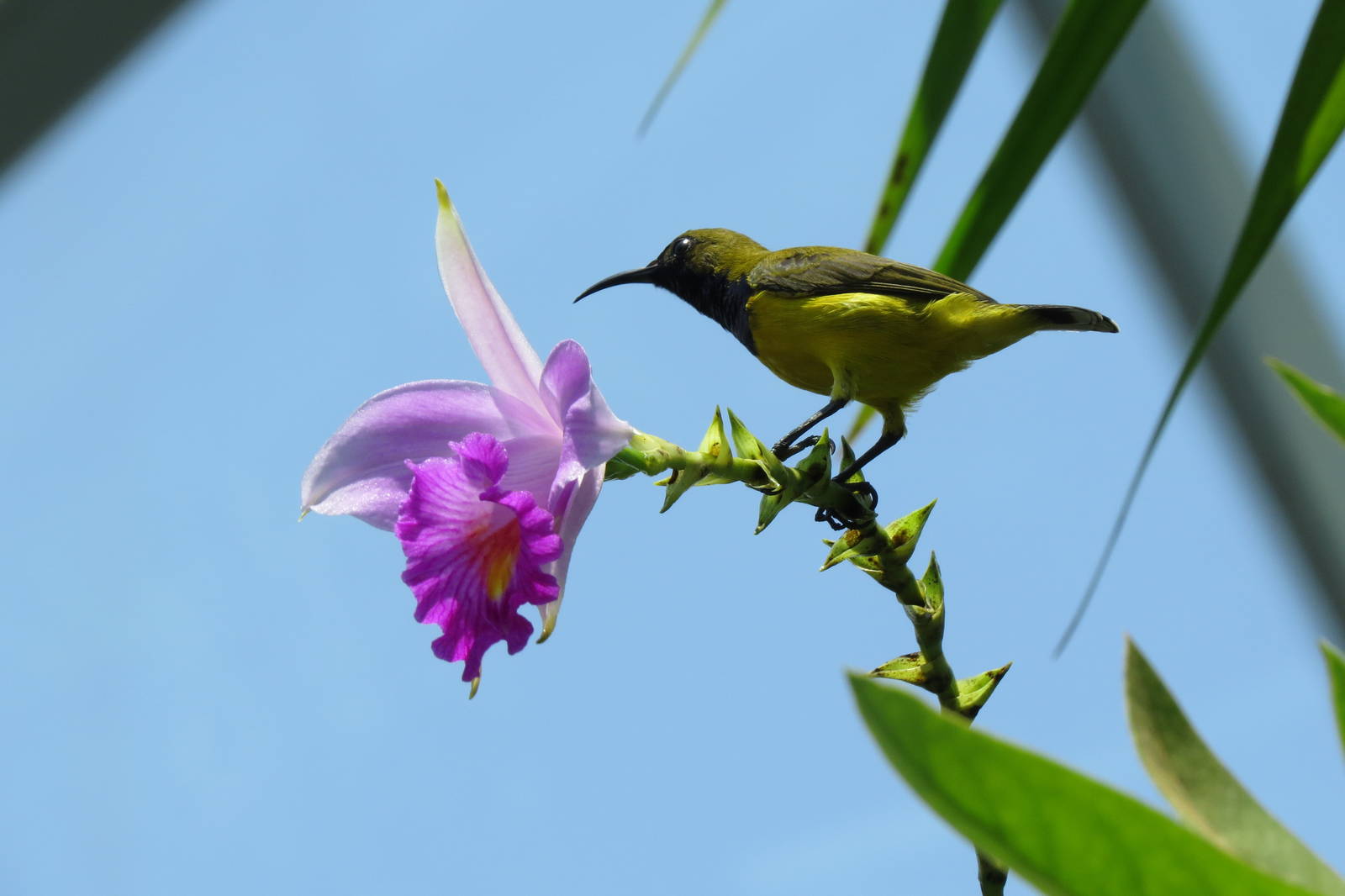 Olive-backed Sunbird at Gardens by the Bay