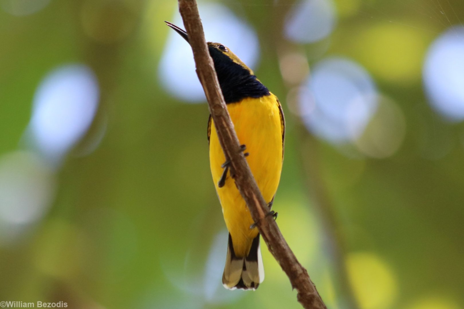 Olive-backed Sunbird - Cattana Wetlands
