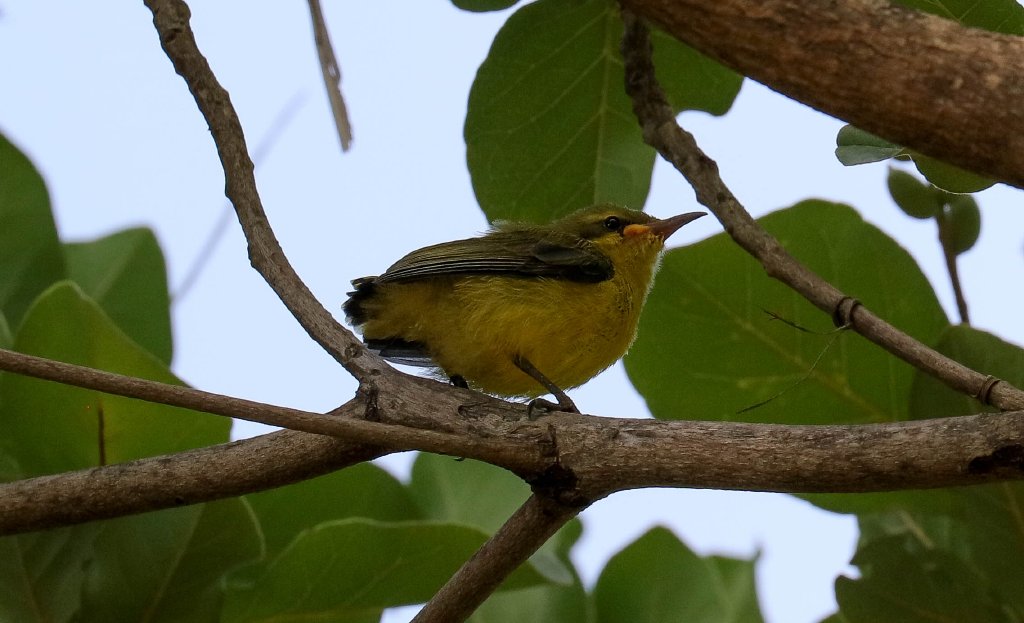 Olive-backed Sunbird chick