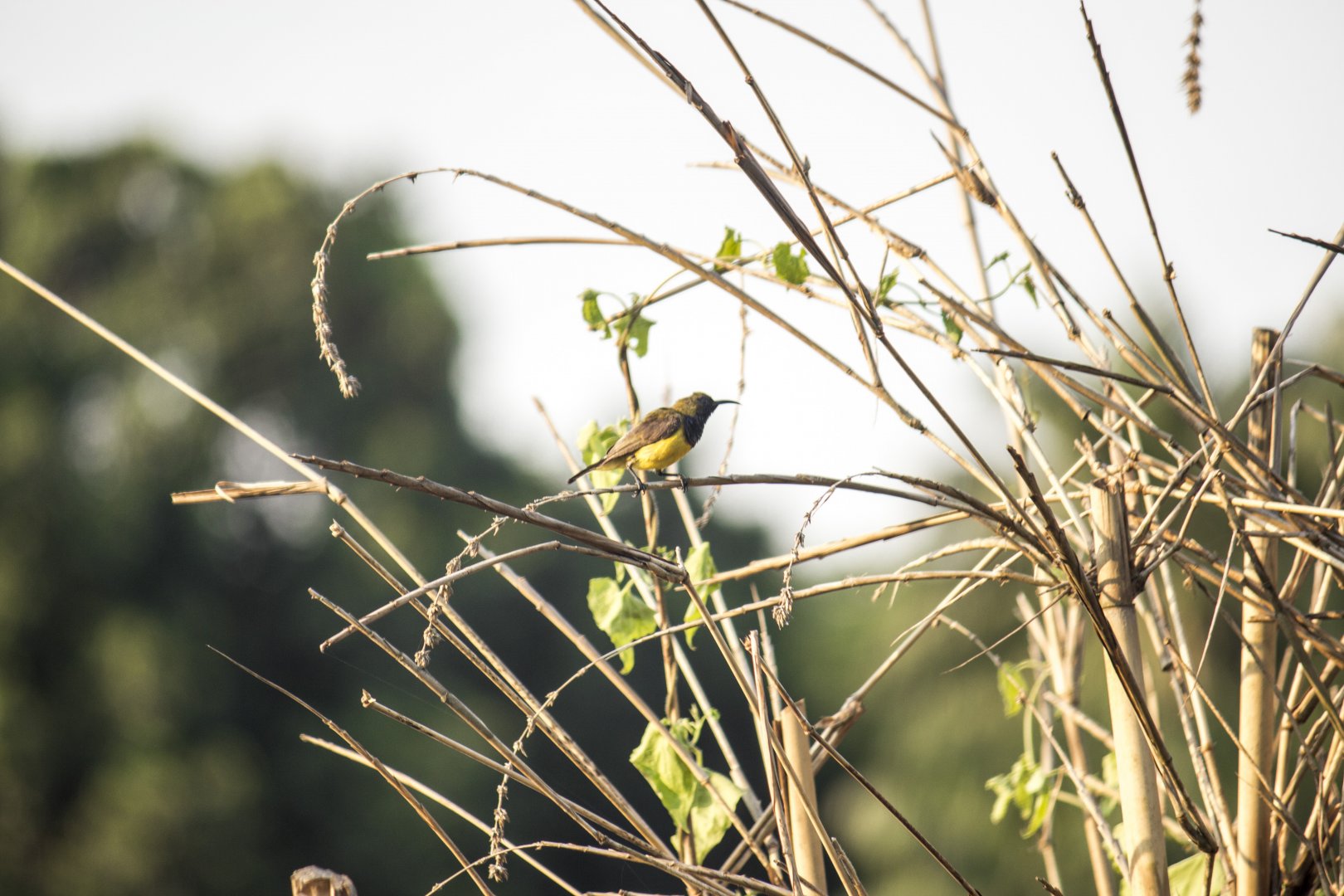 Olive-backed sunbird, Cinnyris jugularis ornatus