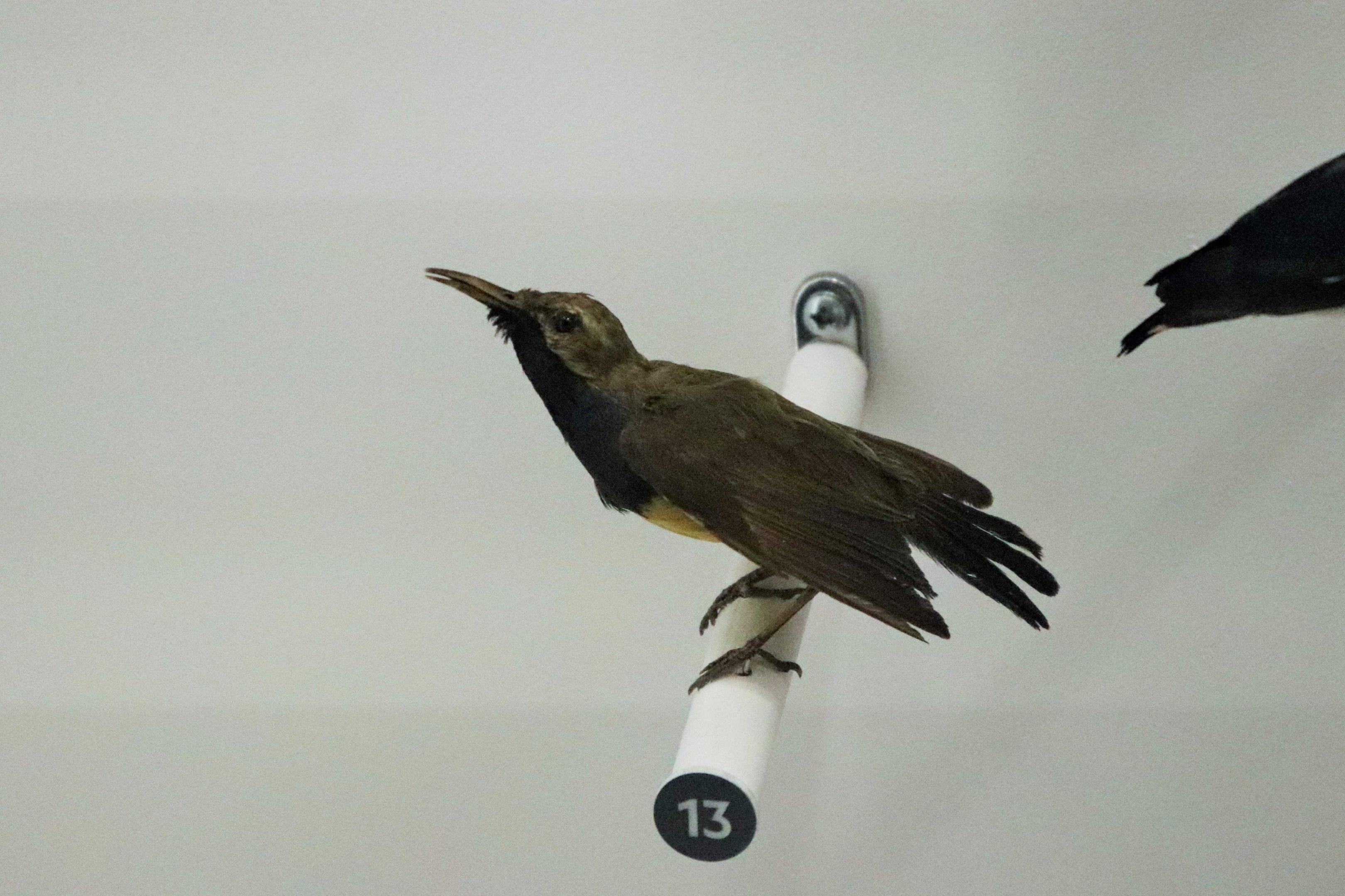 Olive-backed Sunbird (Cinnyris jugularis)