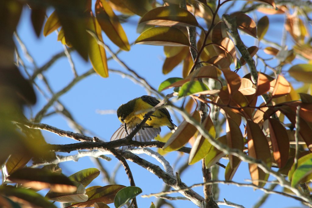 Olive-backed Sunbird female preening