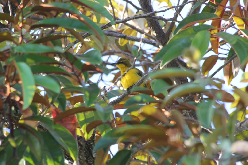 Olive-backed Sunbird female