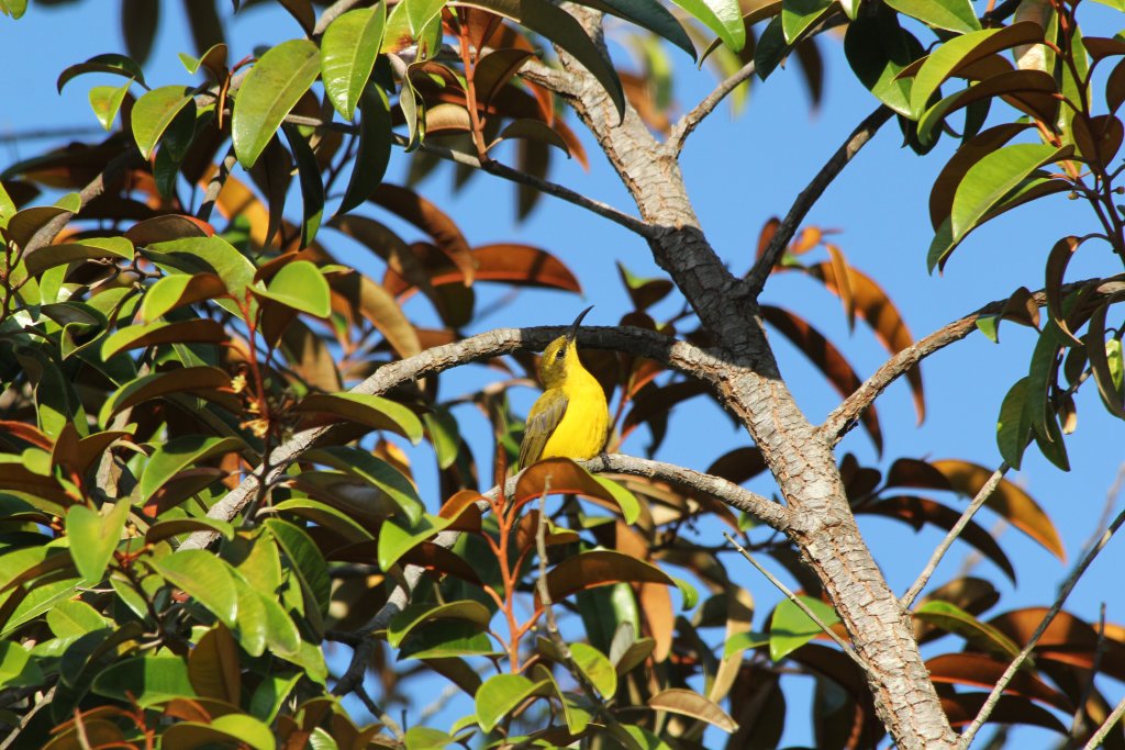 Olive-backed Sunbird female