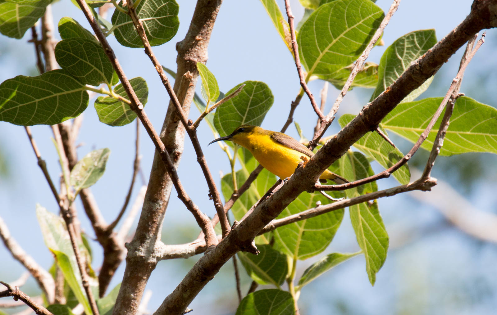 Olive-backed Sunbird female