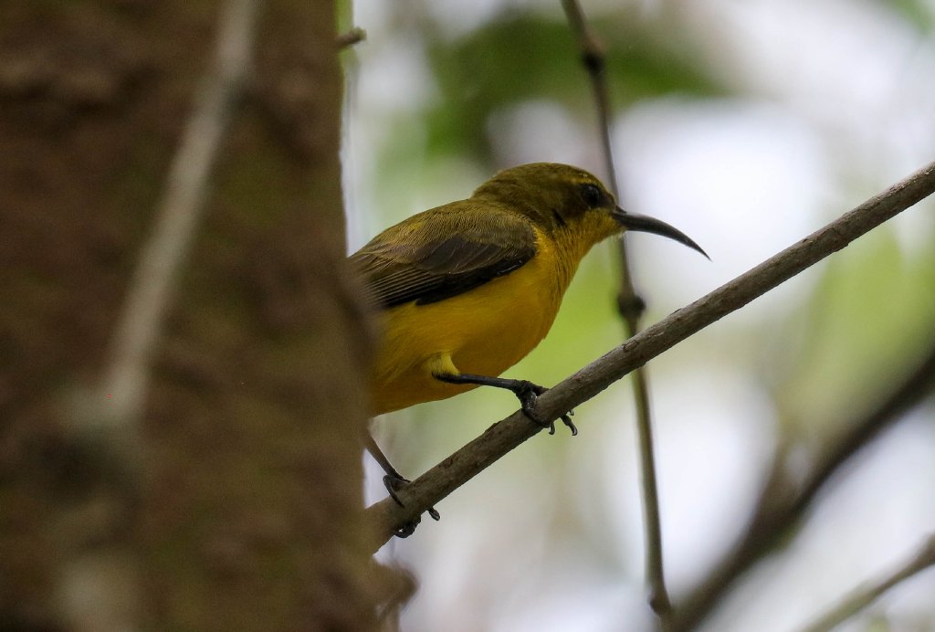 Olive-backed Sunbird female