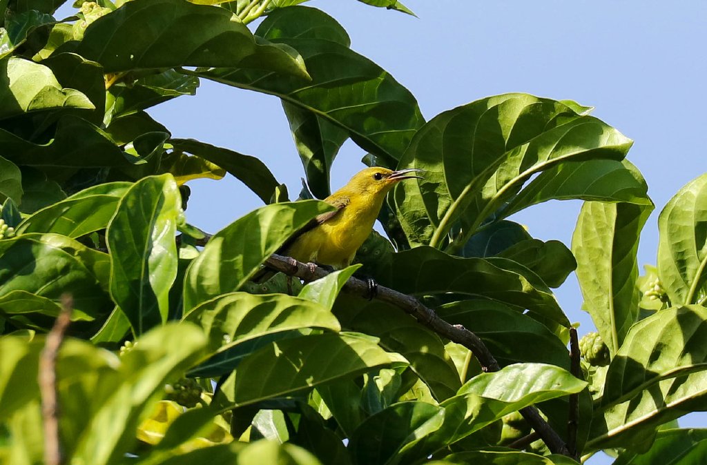 Olive-backed Sunbird female