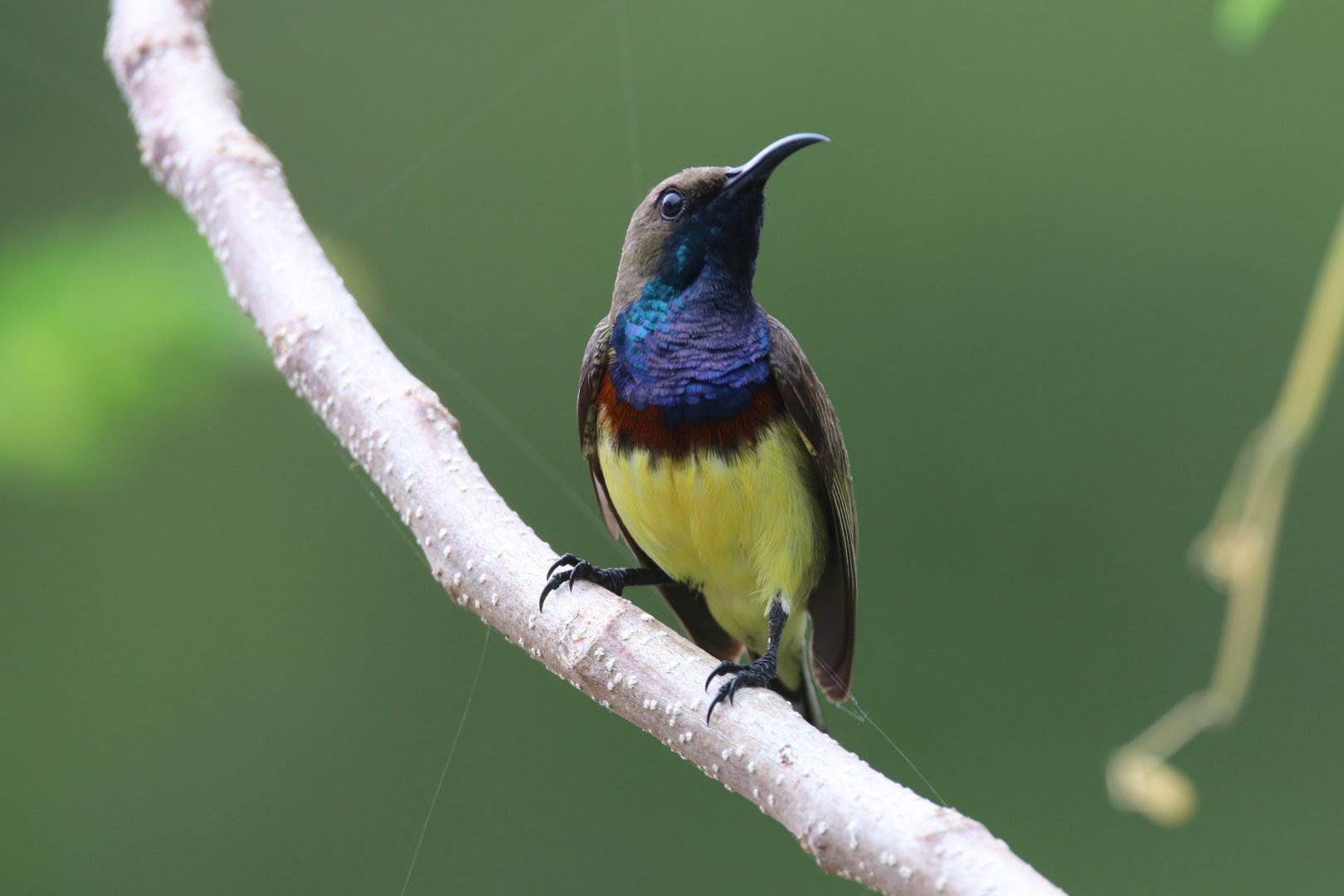 Olive-backed sunbird (Koh Chang)