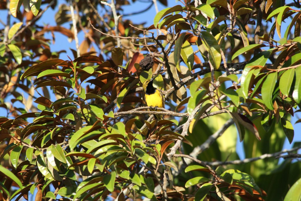 Olive-backed Sunbird male