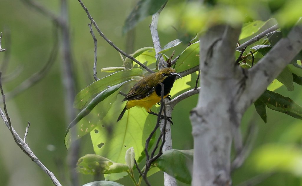 Olive-backed Sunbird male
