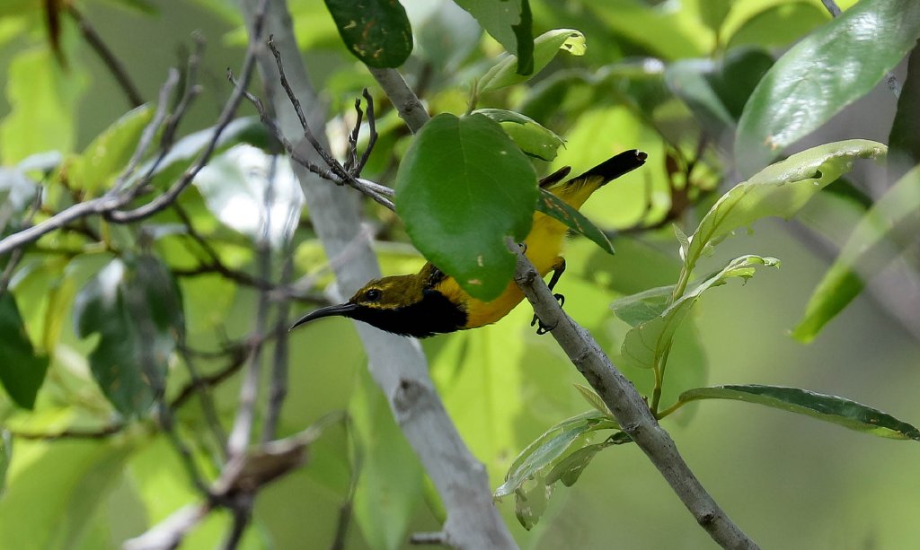 Olive-backed Sunbird male
