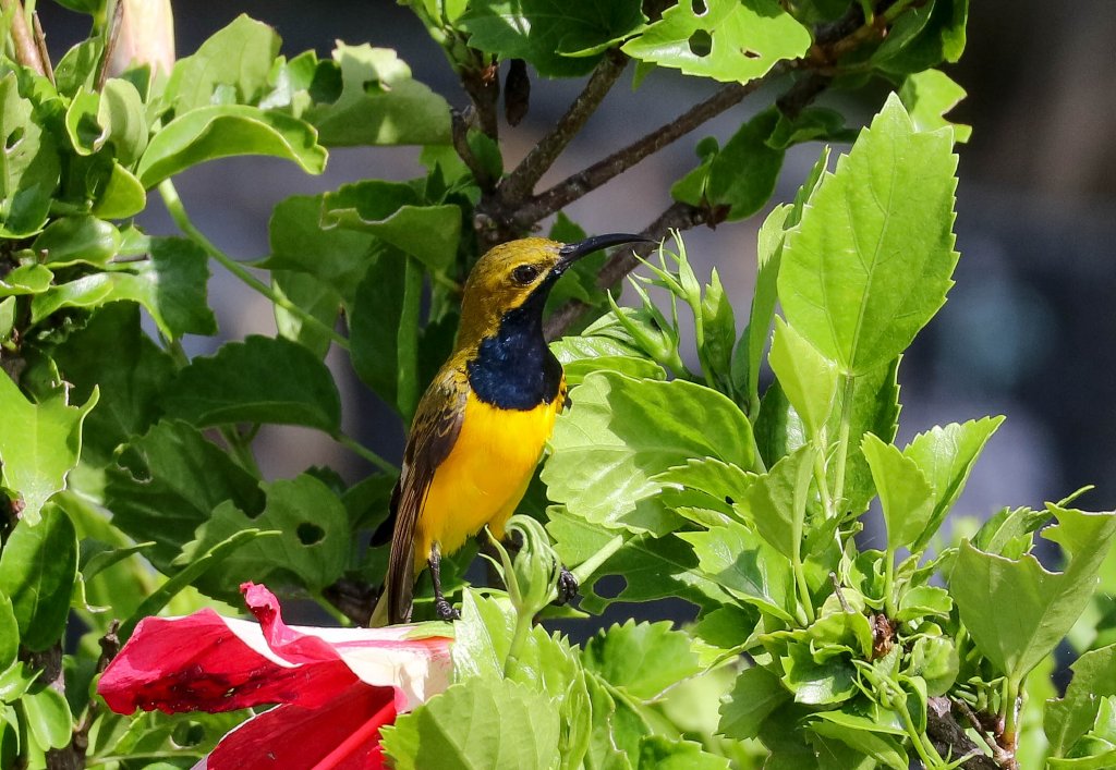 Olive-backed Sunbird male