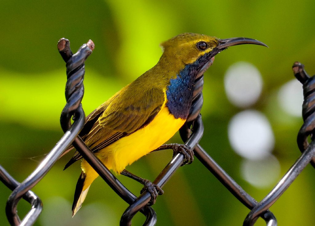 Olive-backed Sunbird male