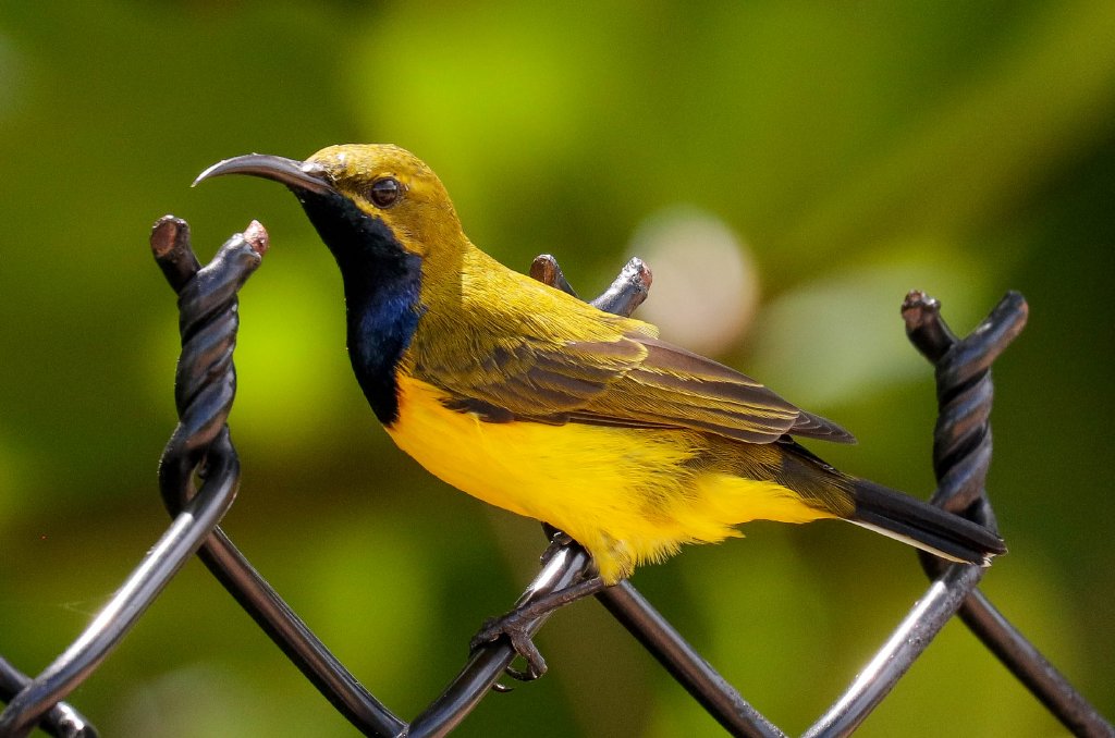 Olive-backed Sunbird male