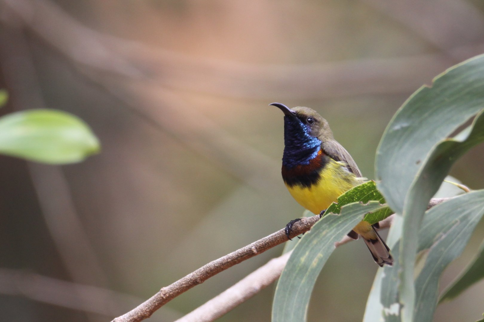 Olive-backed Sunbird Nectarinia (or Cinnyris) jugularis