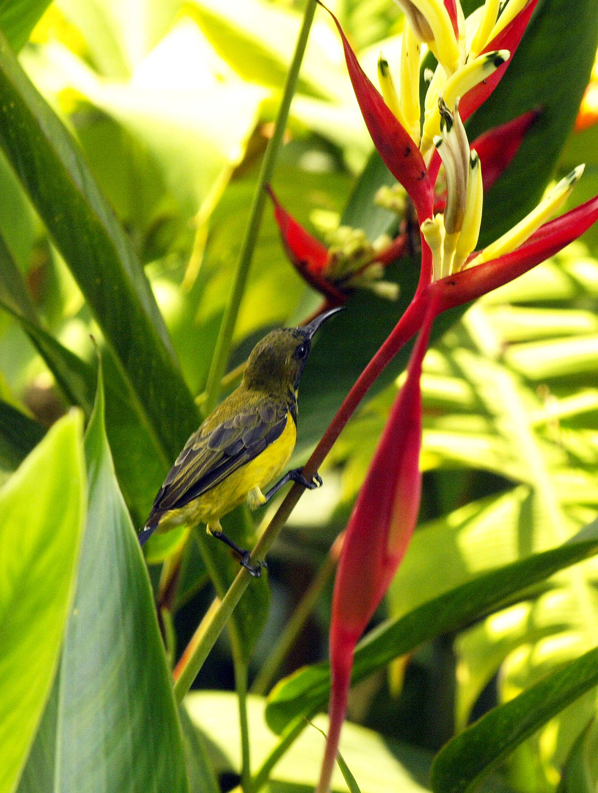 Olive-backed sunbird