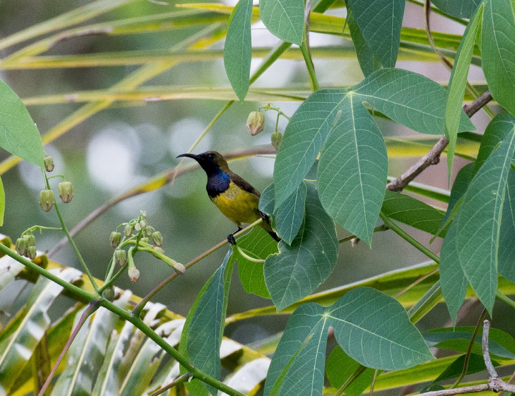 Olive-backed Sunbird