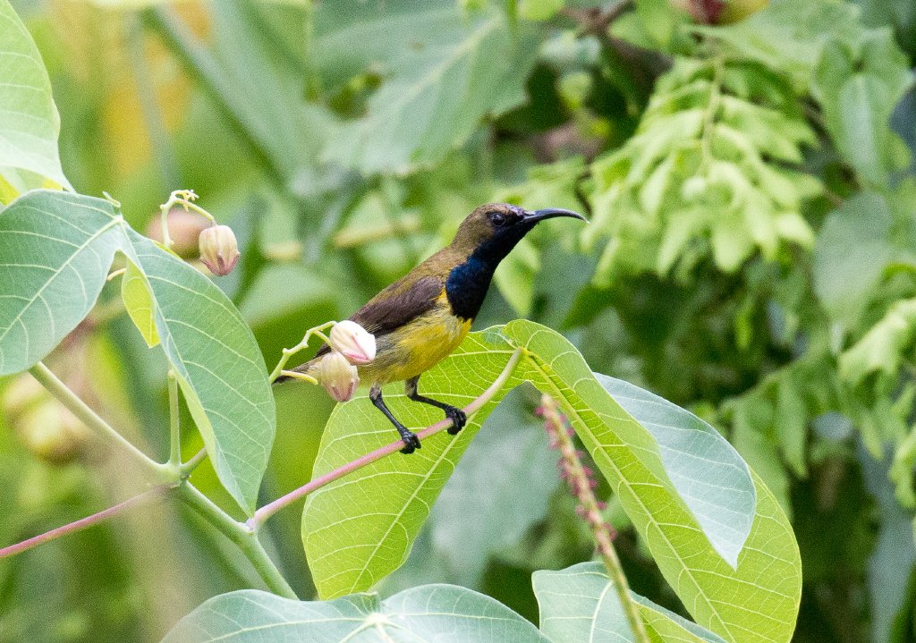 Olive-backed Sunbird