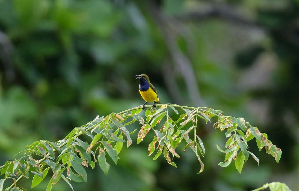 Olive-backed Sunbird
