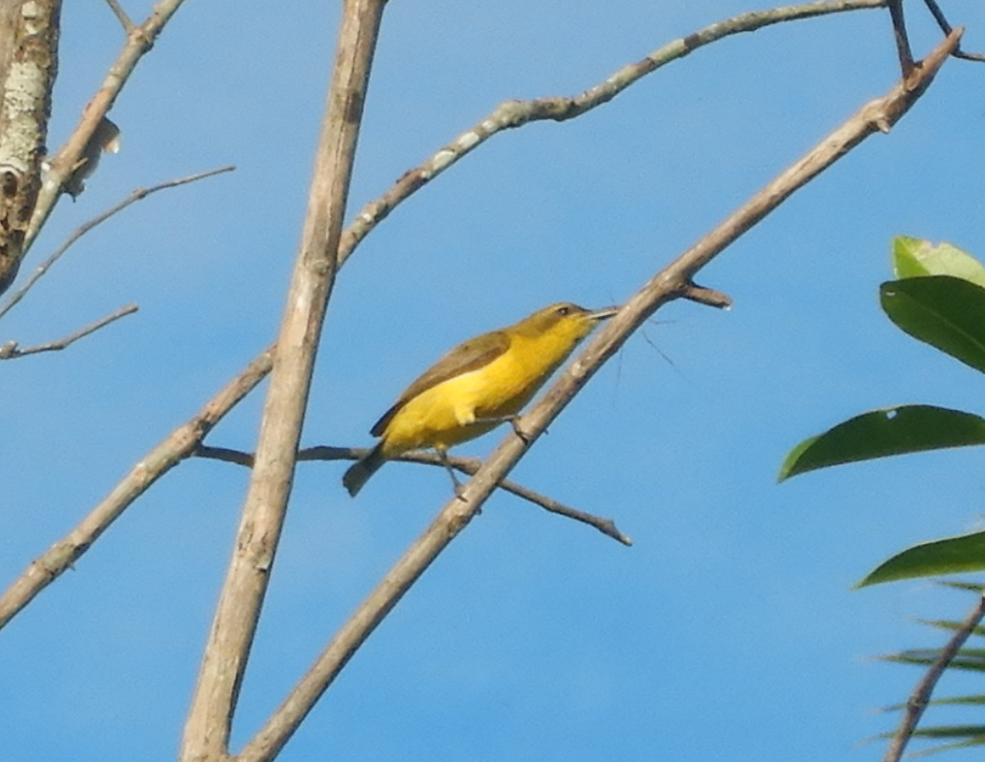 Olive-Backed Sunbird